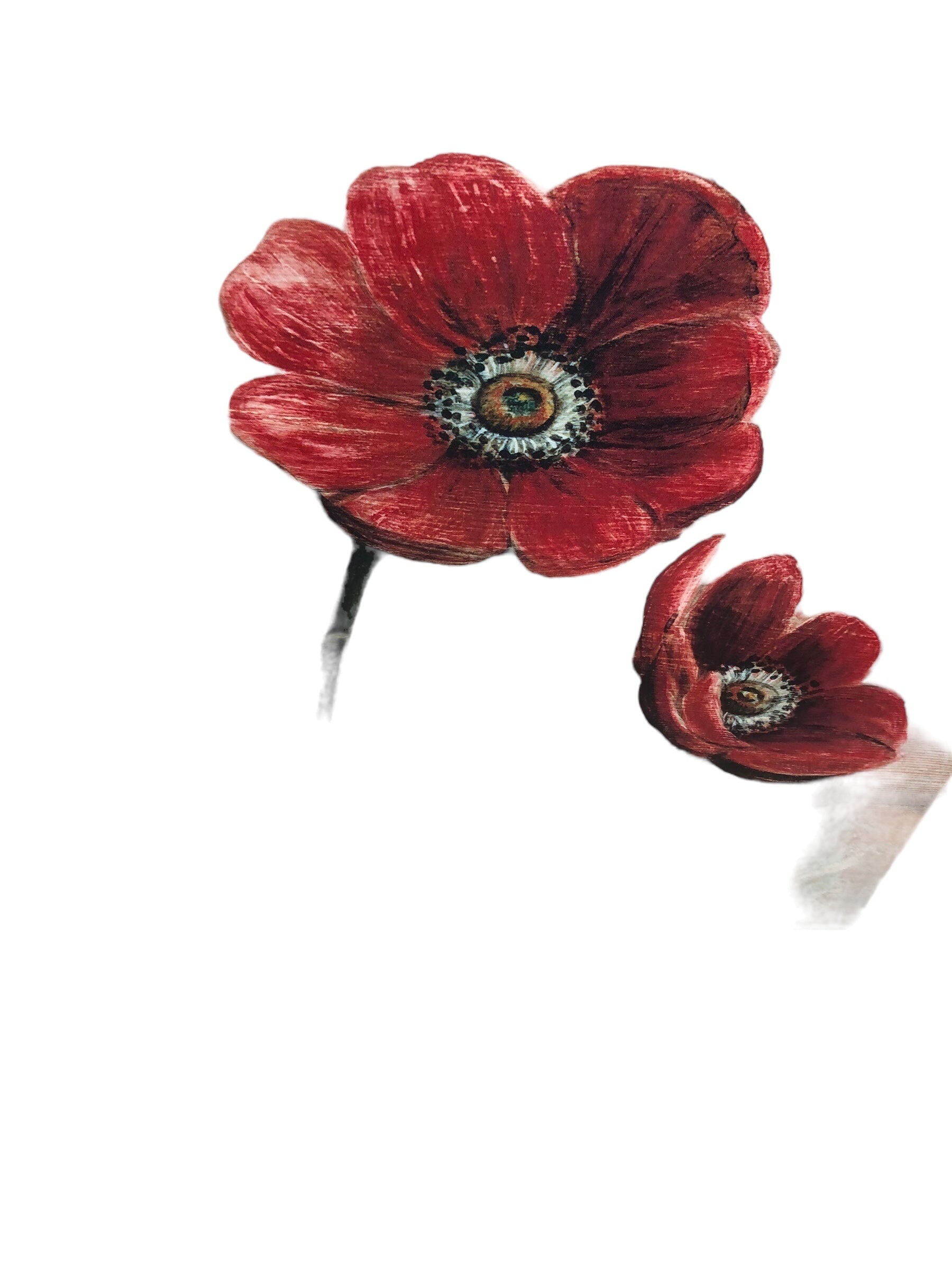 Poppies with Green Background Picture