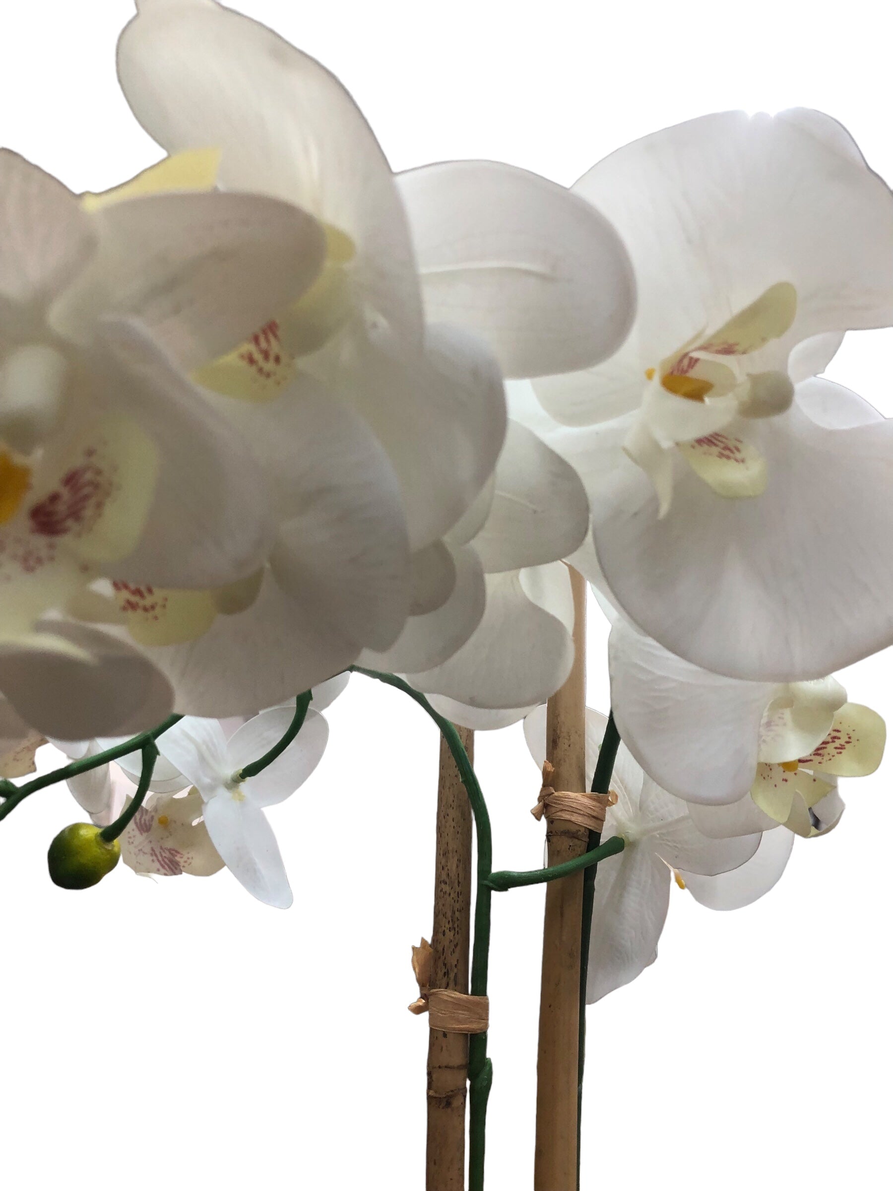 Silk Orchid in concrete pot