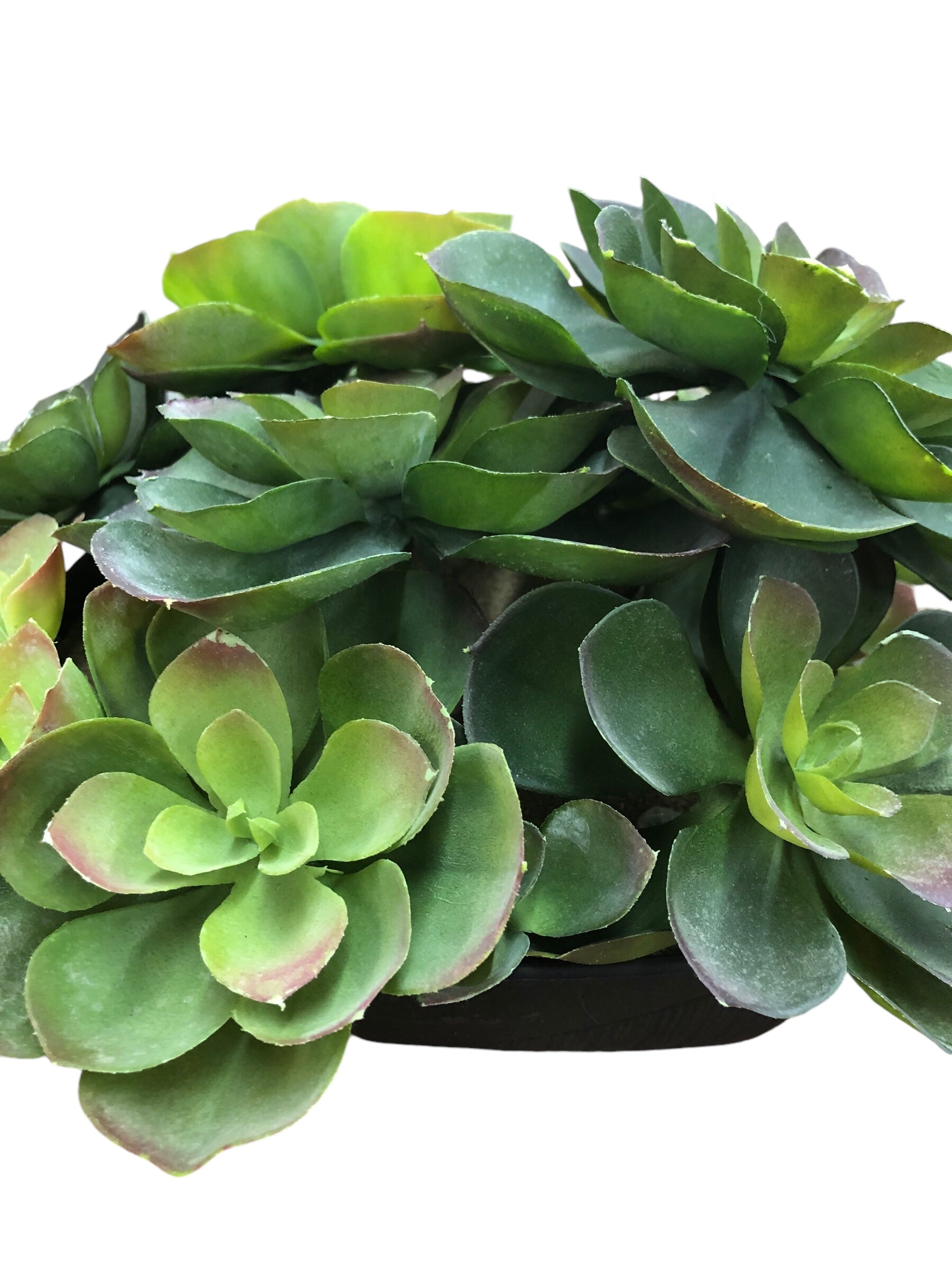 Succulent plant