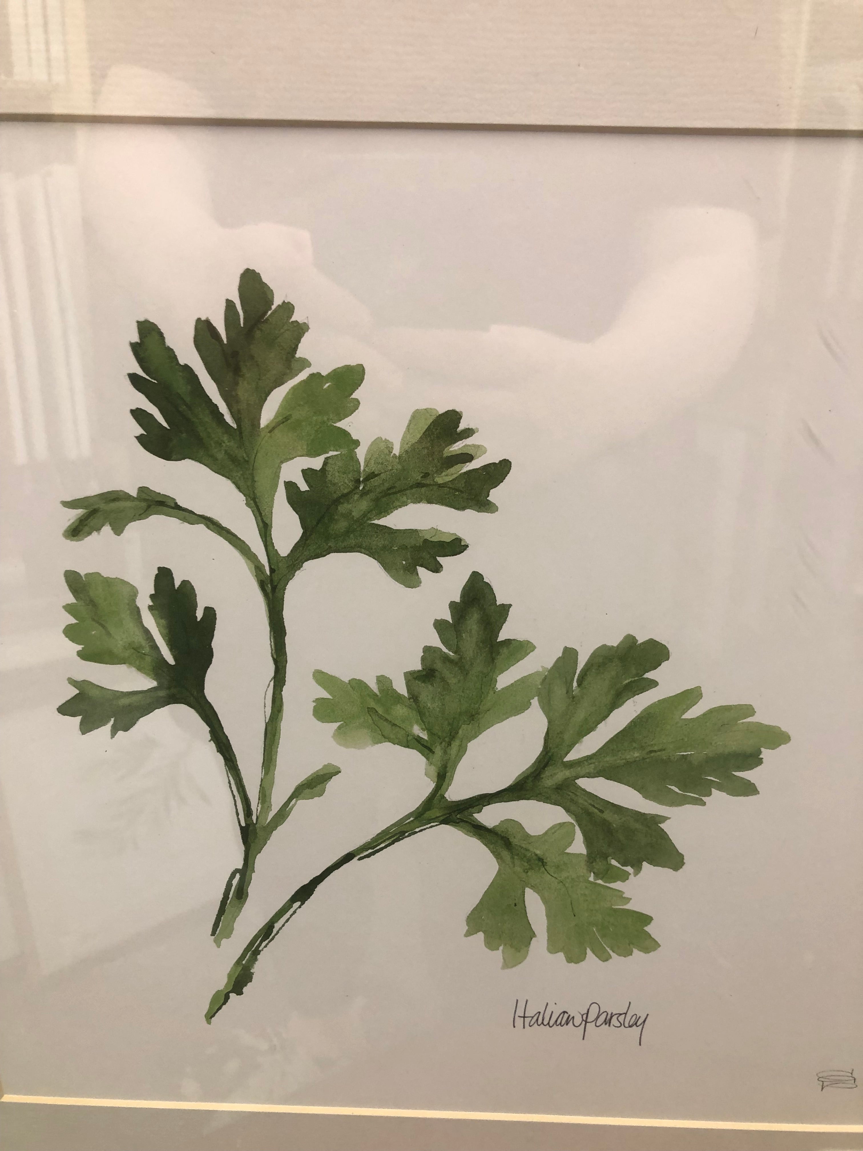 Italian parsley picture