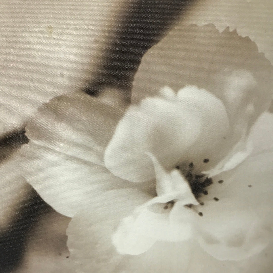 Magnolia print A