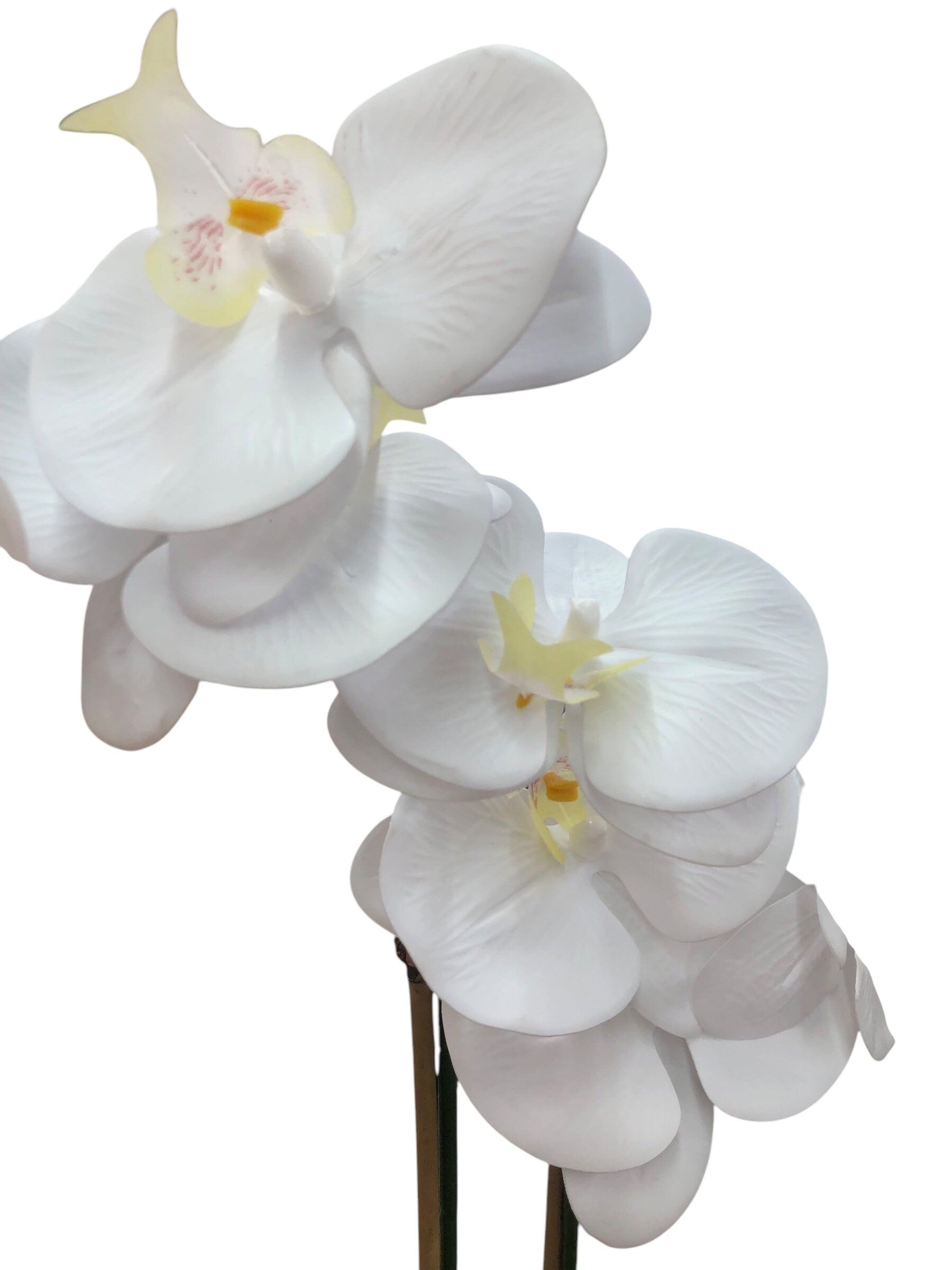 White Orchid in White Ceramic Vase