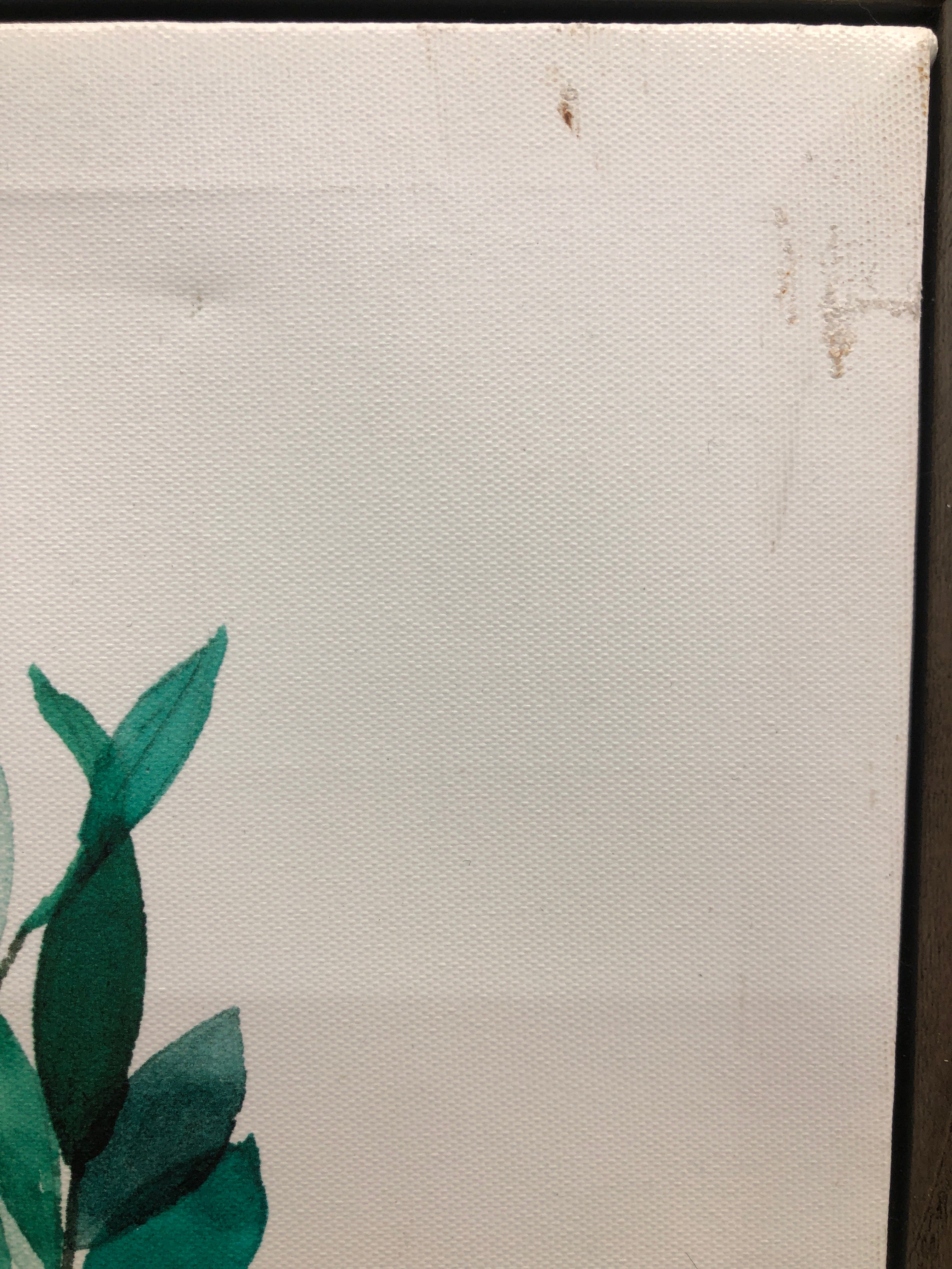 Plant framed canvas (a)