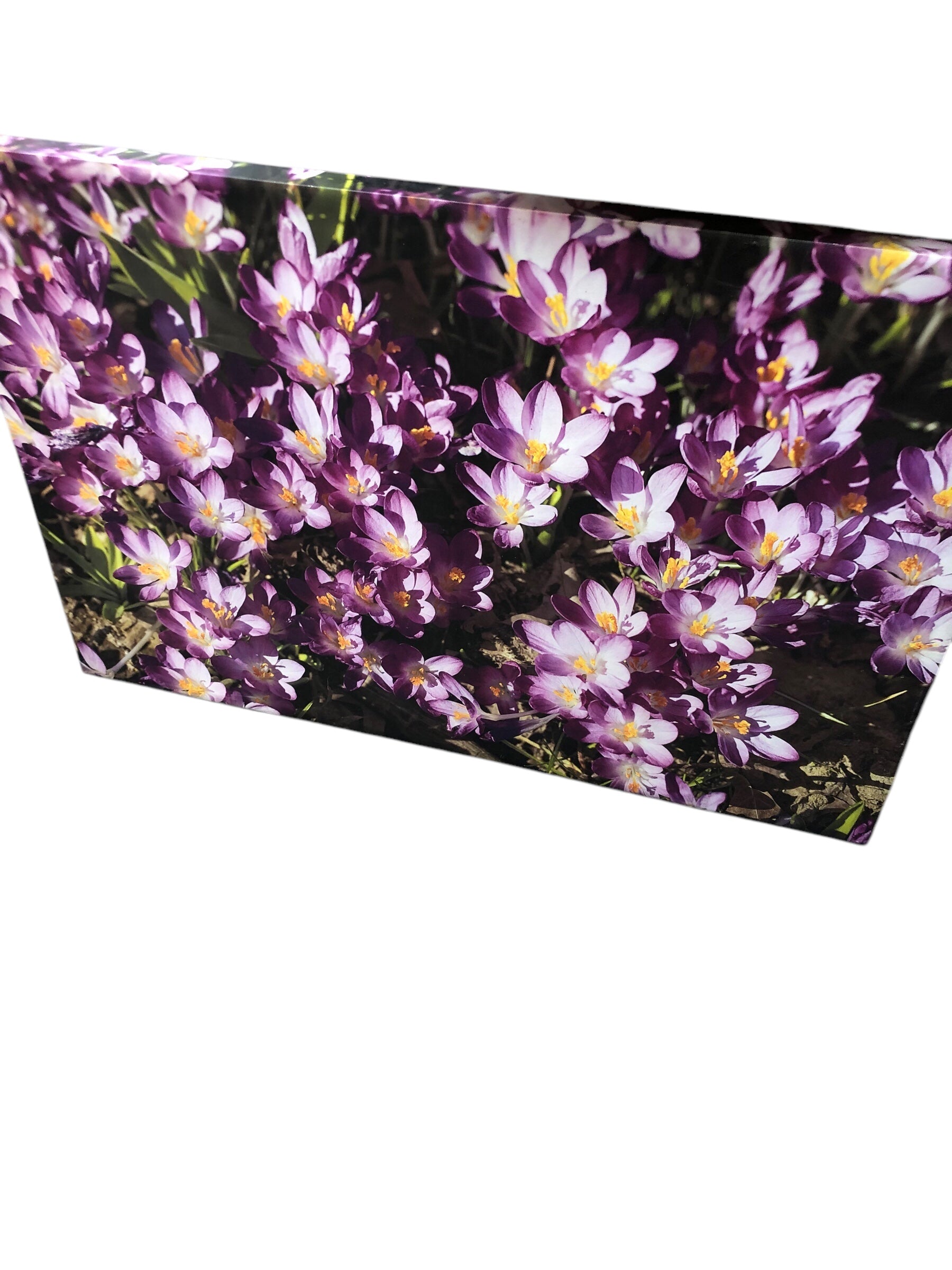 Purple flowers on canvas