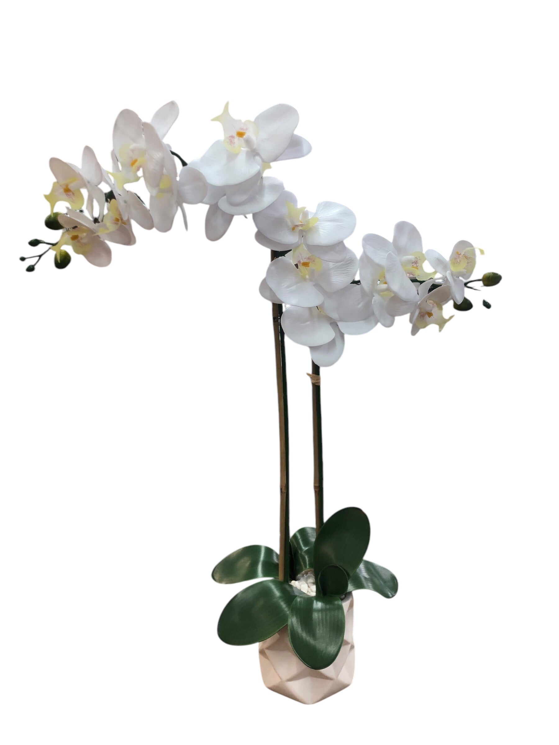 White Orchid in White Ceramic Vase