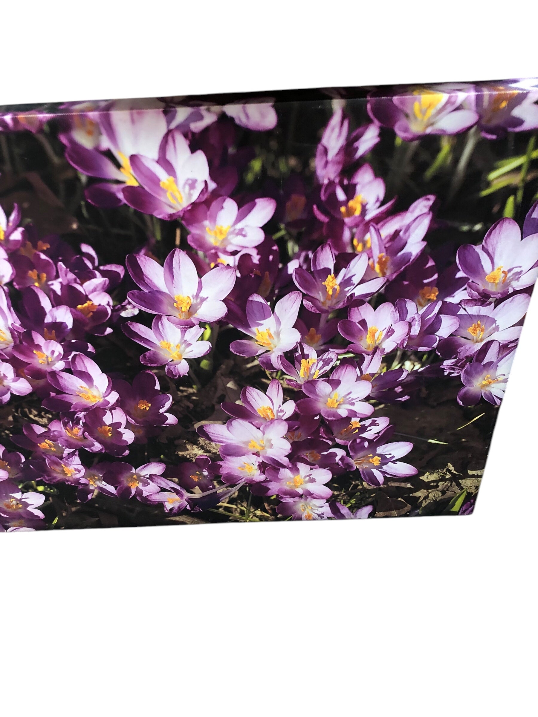 Purple flowers on canvas