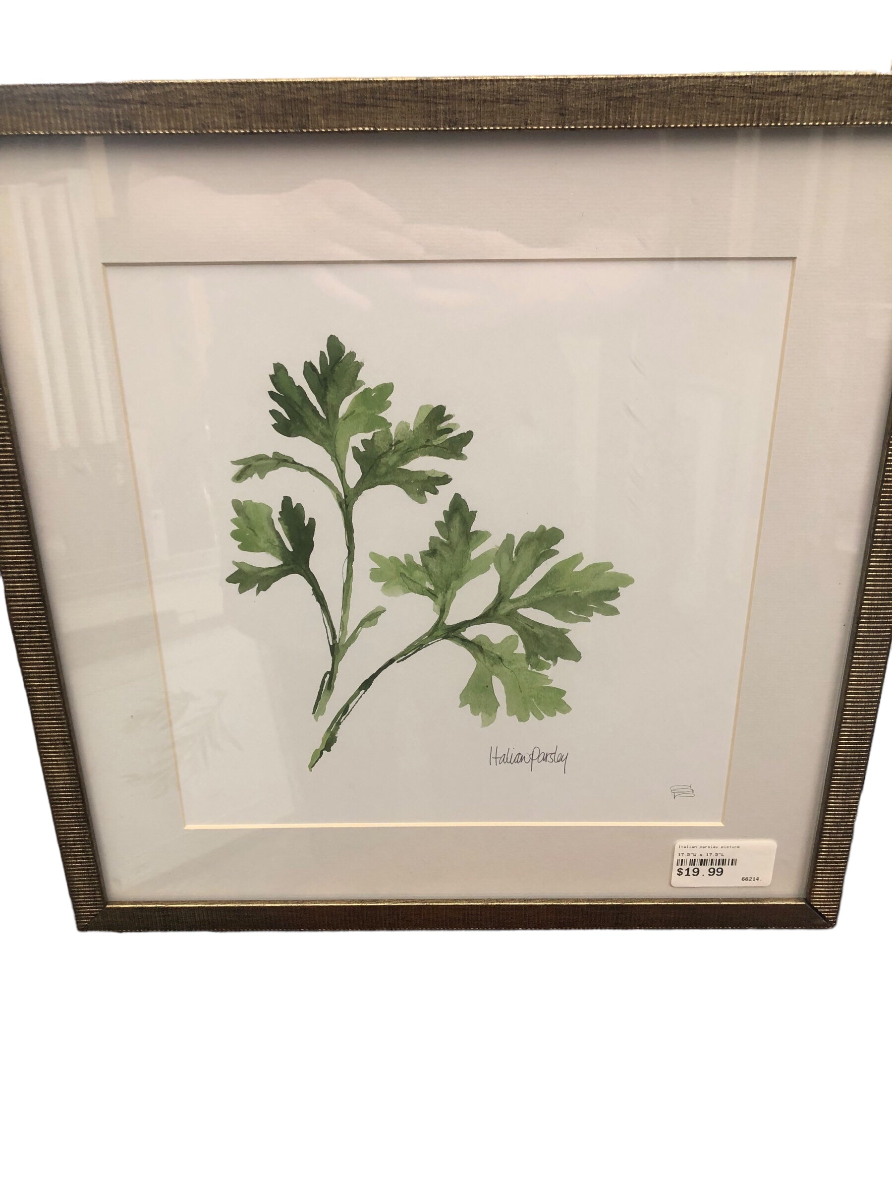 Italian parsley picture