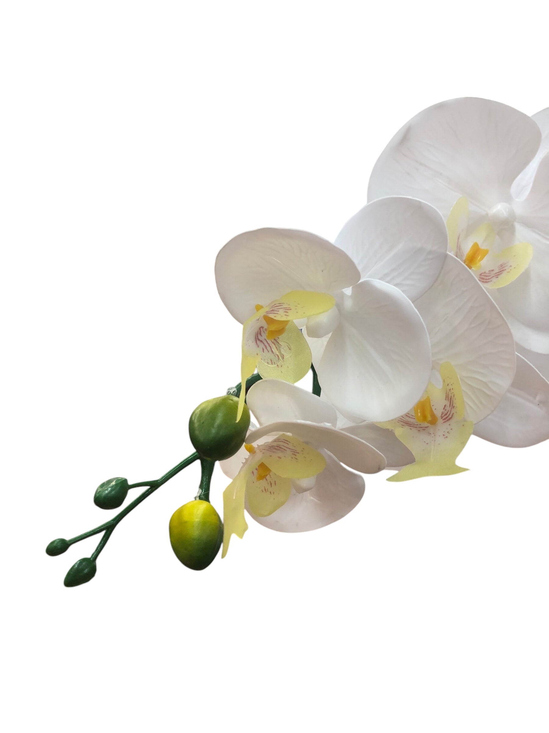 White Orchid in White Ceramic Vase