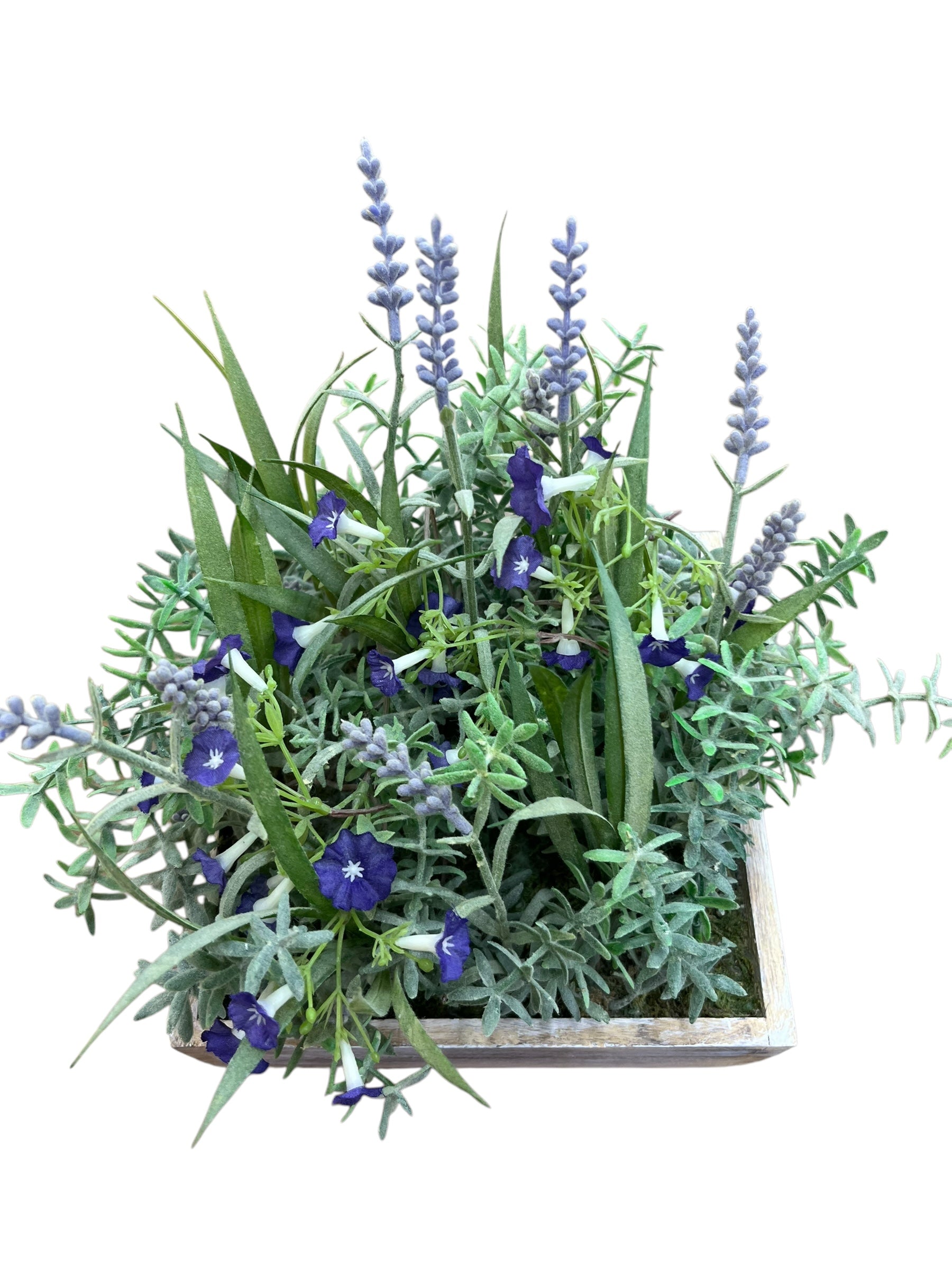 Violet/Lavendar in box