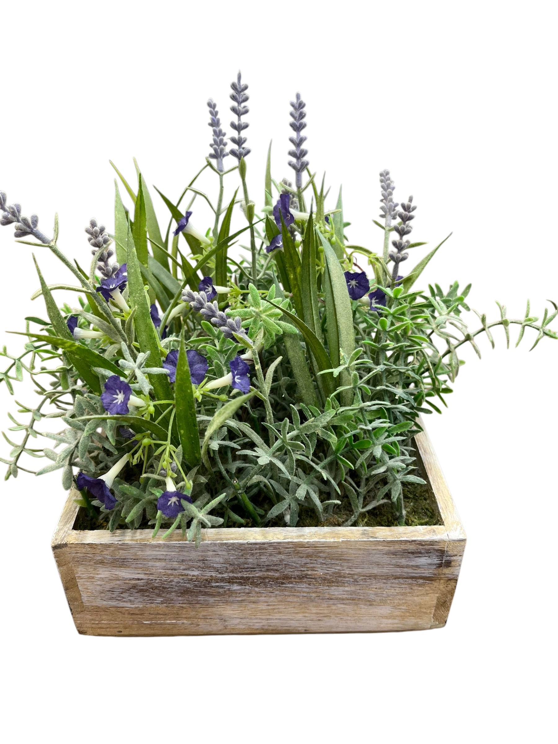 Violet/Lavendar in box