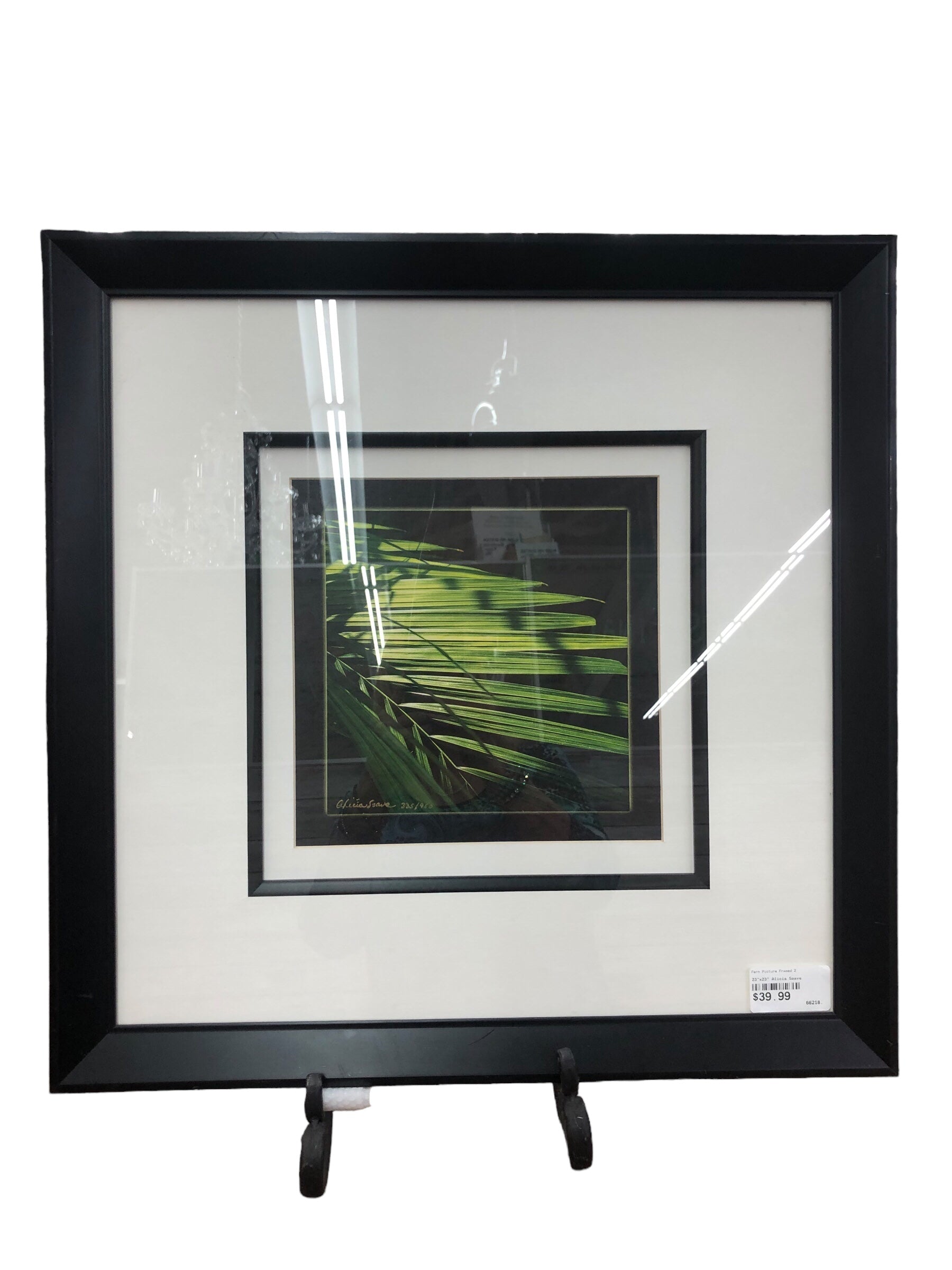 Fern Picture framed