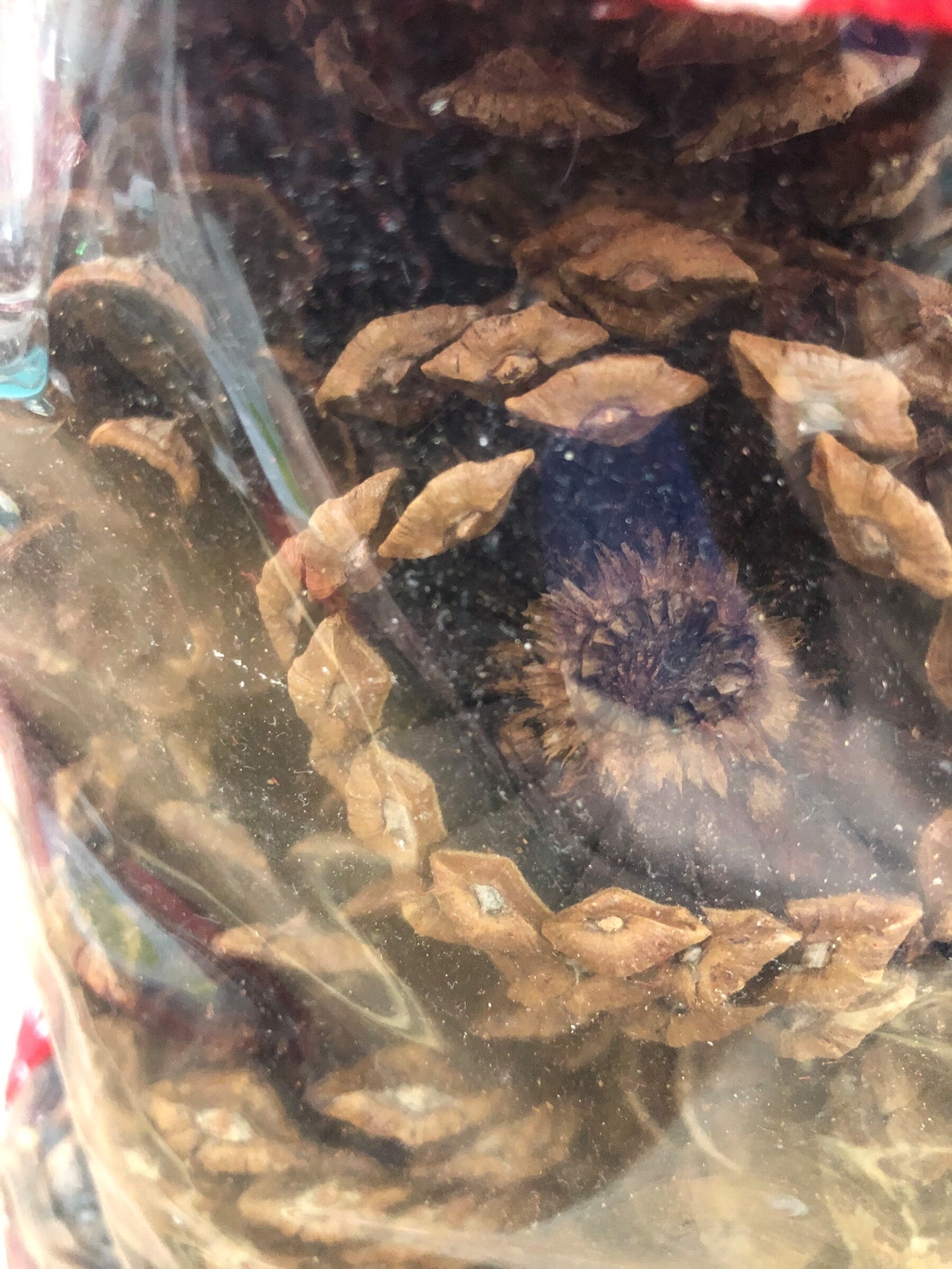 Pinecones /bag of