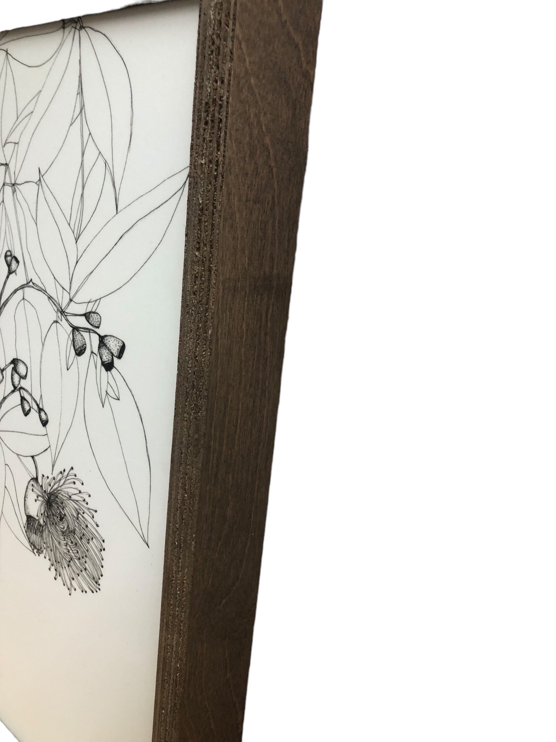 Brown Frame/Flower Drawings