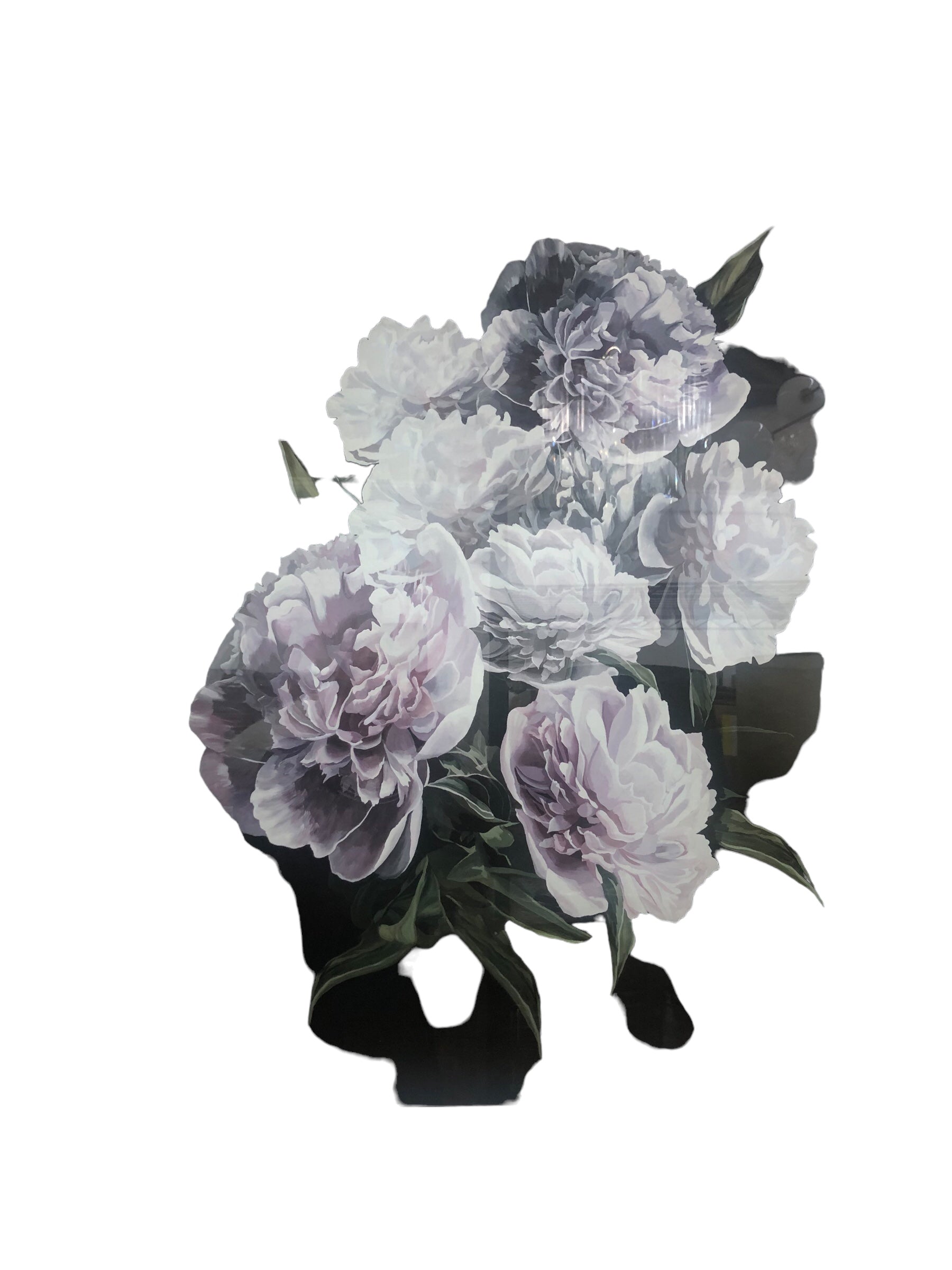 Carnations on a Black Background Picture