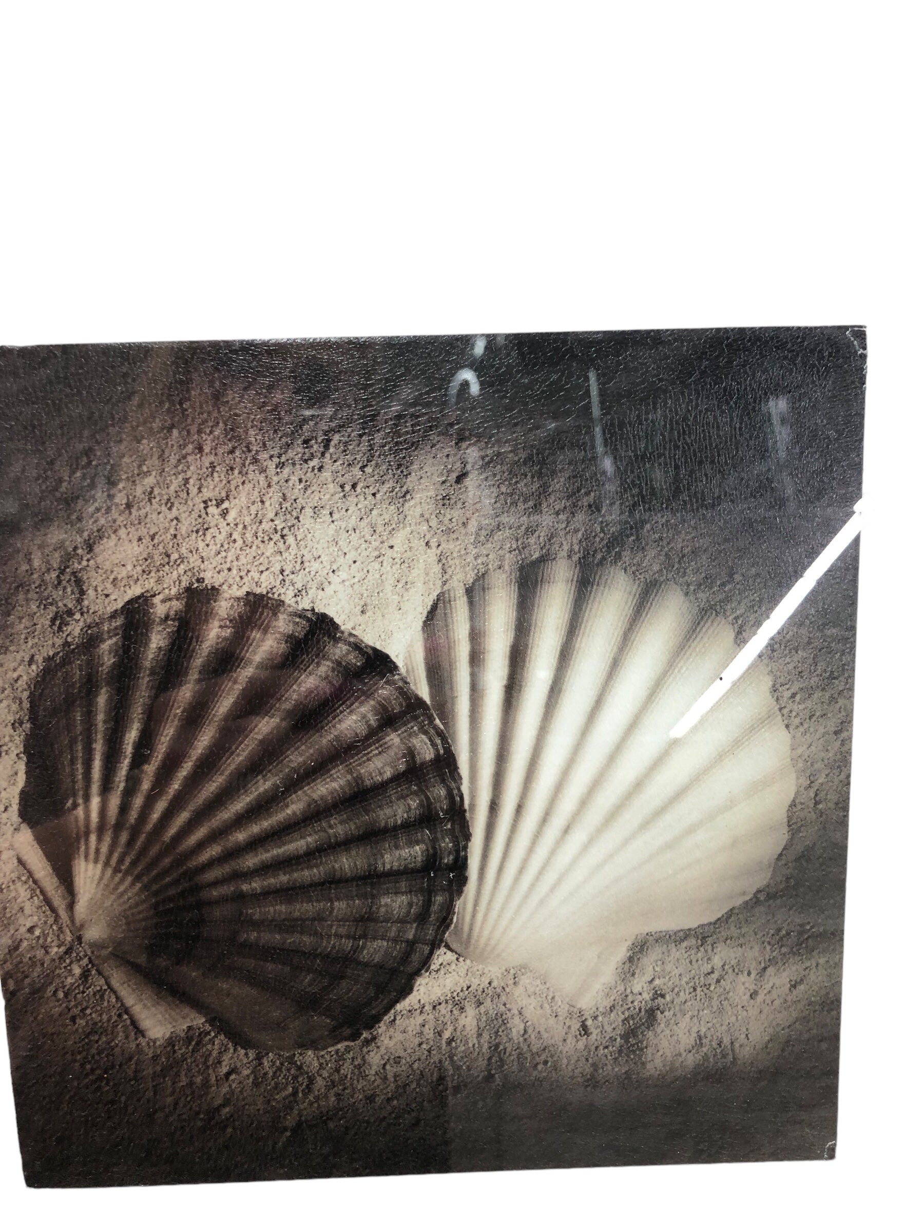 Shell Picture (B)